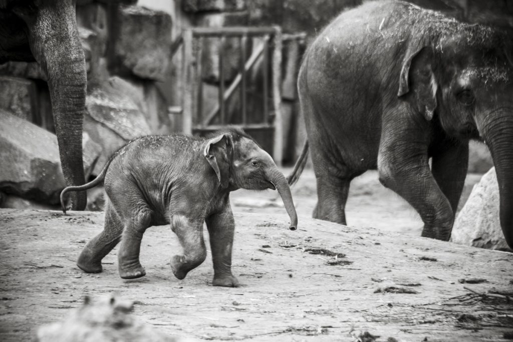 Imagefilm mit den Elefanten vom Zoo Berlin