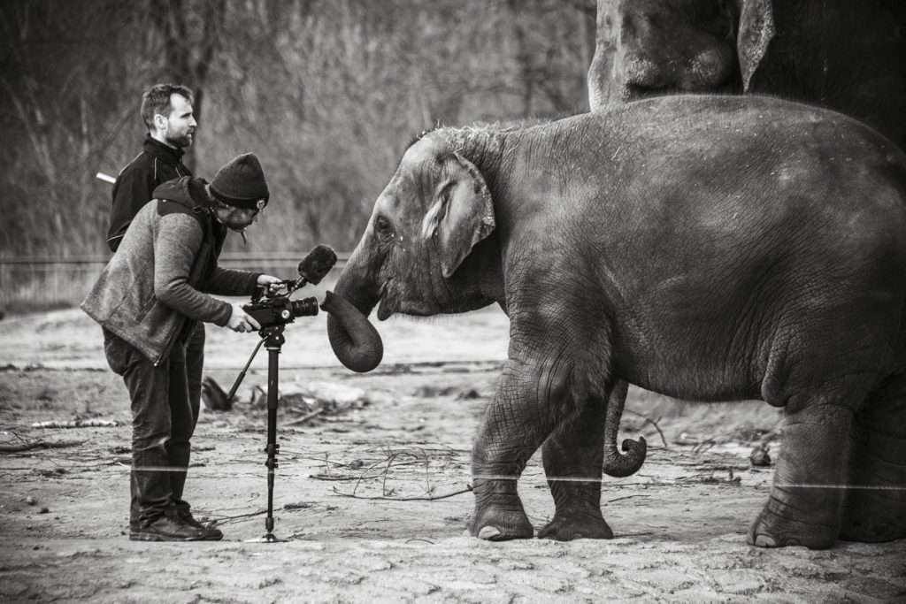 Making-Of Imagefilm mit Edgar, dem Baby-Elefanten im Zoo Berlin