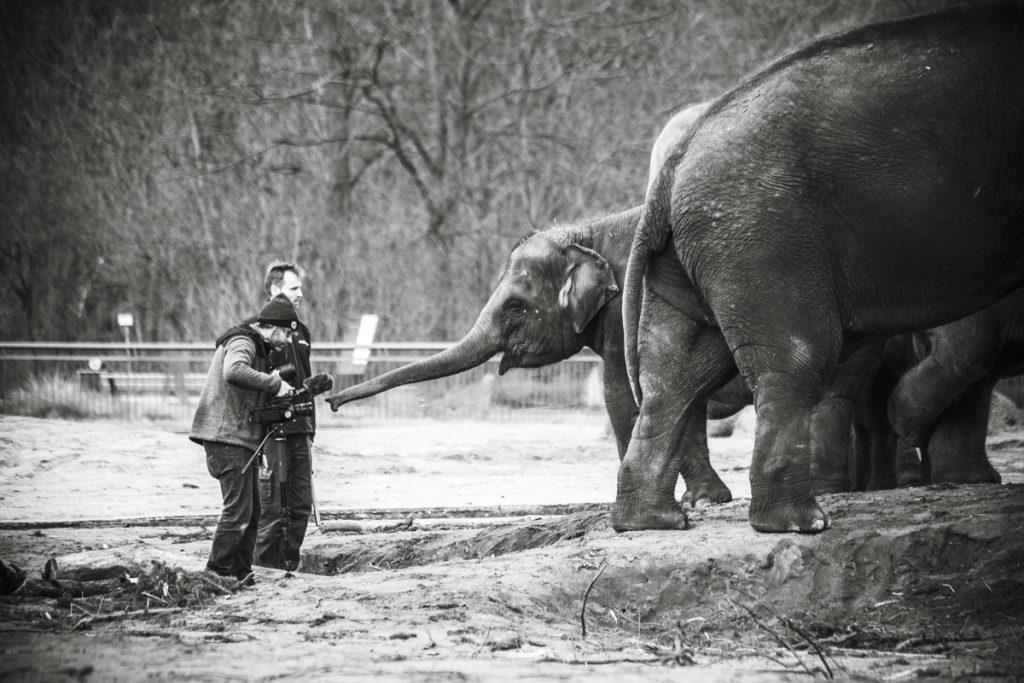 Making-Of Imagefilm mit Edgar, dem Baby-Elefanten im Zoo Berlin